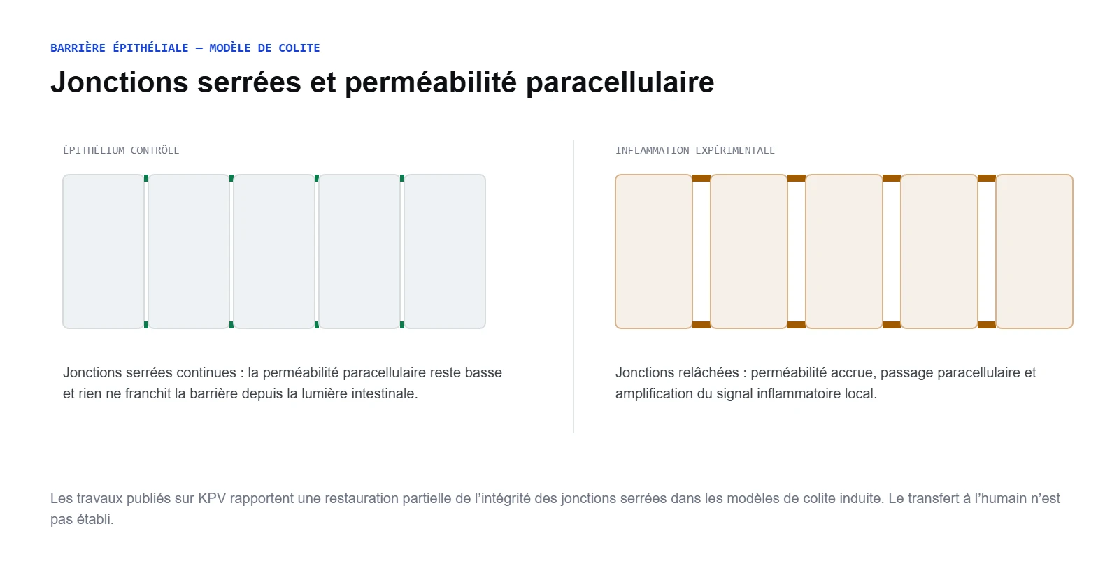Jonctions serrées de l'épithélium intestinal et perméabilité paracellulaire dans un modèle de colite