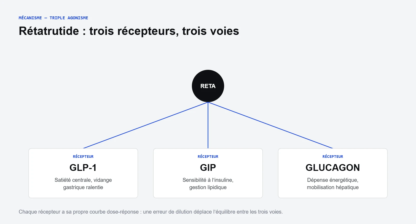 Le rétatrutide, triple agoniste des récepteurs GLP-1, GIP et glucagon